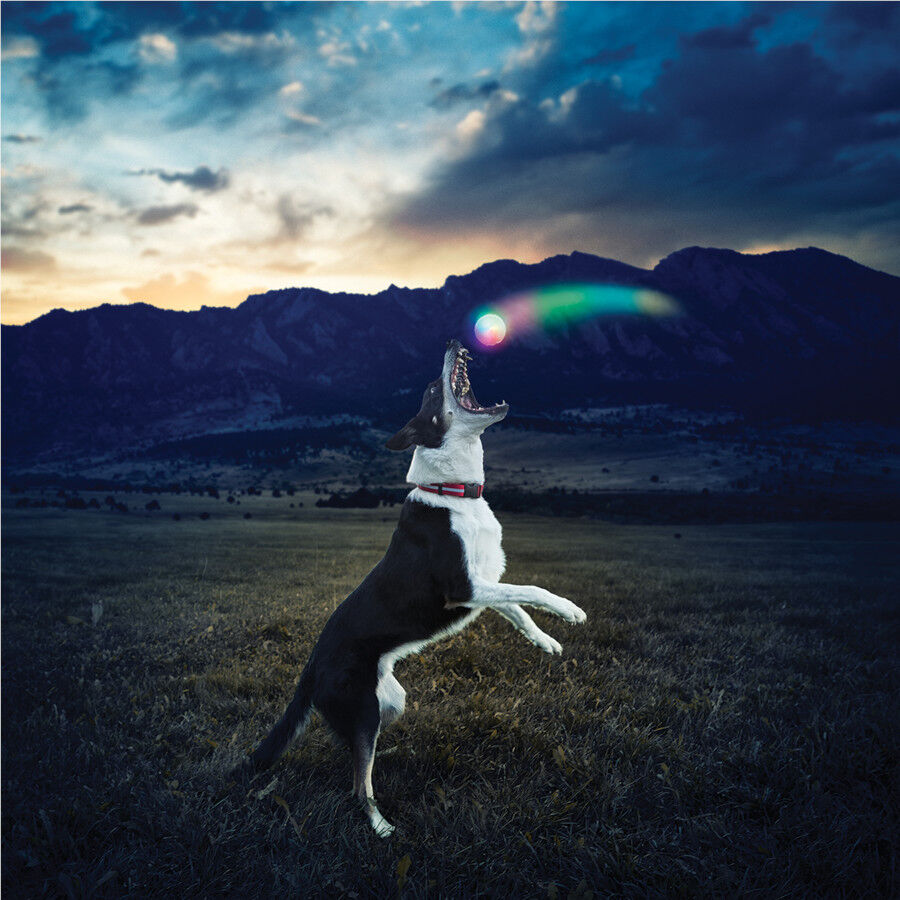 Nite Ize Glowstreak Disc-O LED Pelota para perros, , large Imagen numero 5