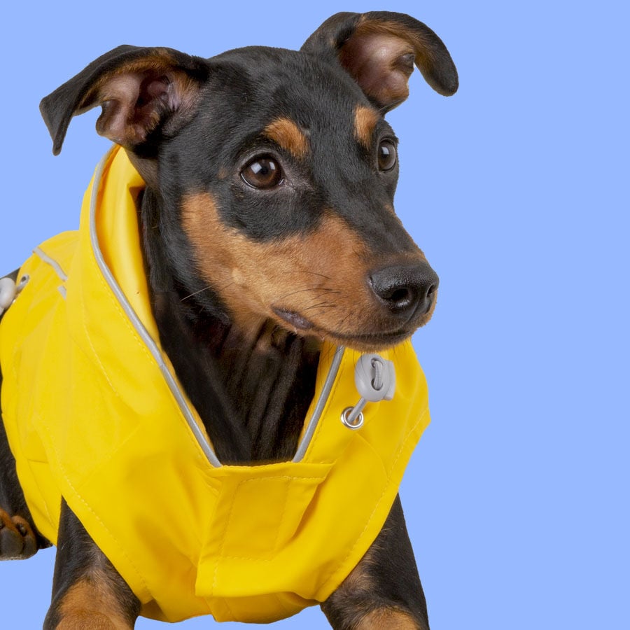 Outech Fisher Impermeable amarillo para perros, , large Imagen numero 2