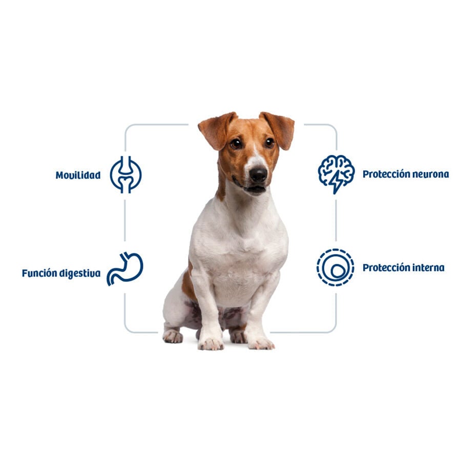 3 kg Nath Adult Mini Pollo pienso para perros, , large Imagen numero 2