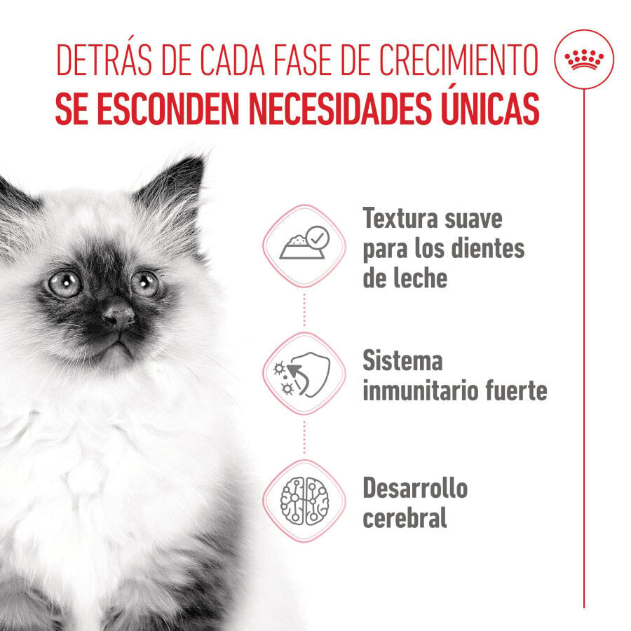 85 g Royal Canin Kitten pat&eacute; sobre para gatos, , large Imagen numero 3