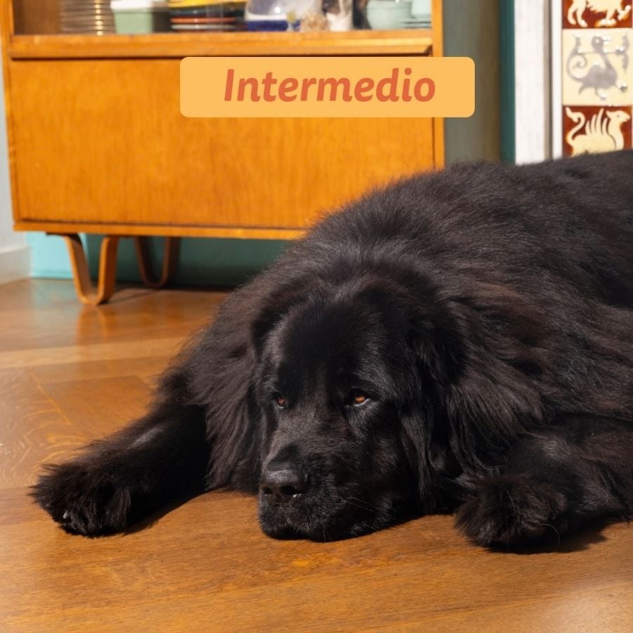12 kg Edgard & Cooper Adult Pollo pienso para perros grandes, , large Imagen numero 6