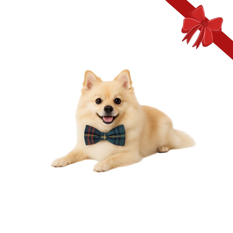 Wonder Christmas Pajarita Navide&ntilde;a Azul para perros, , large Imagen numero 1