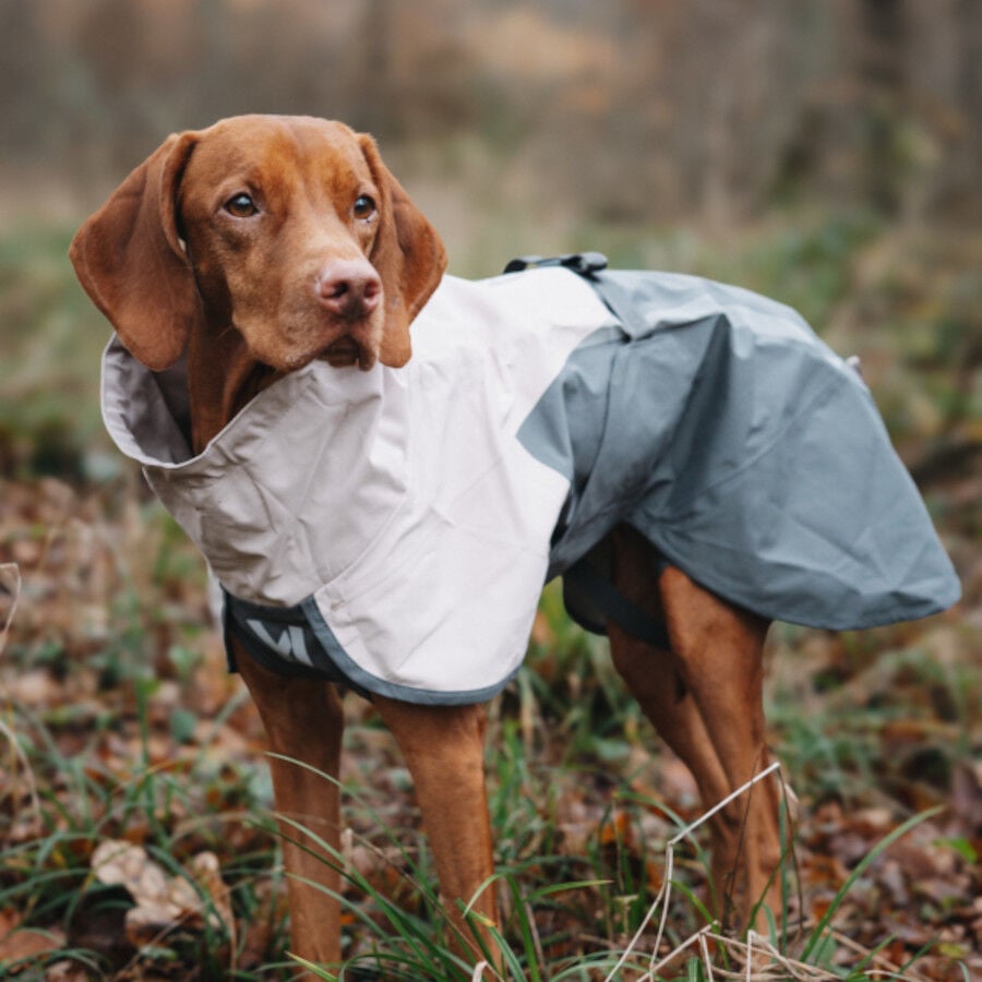Non-stop Dogwear Chubasquero Impermeable Gris para perros, , large Imagen numero 2
