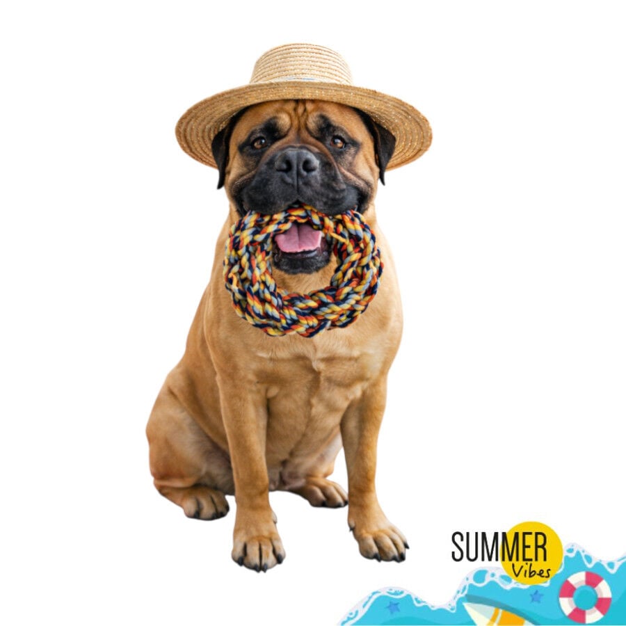 Summer Vibes Mordedor Anillo de Cuerda Juguete para perros, , large indicador imagen numero 7