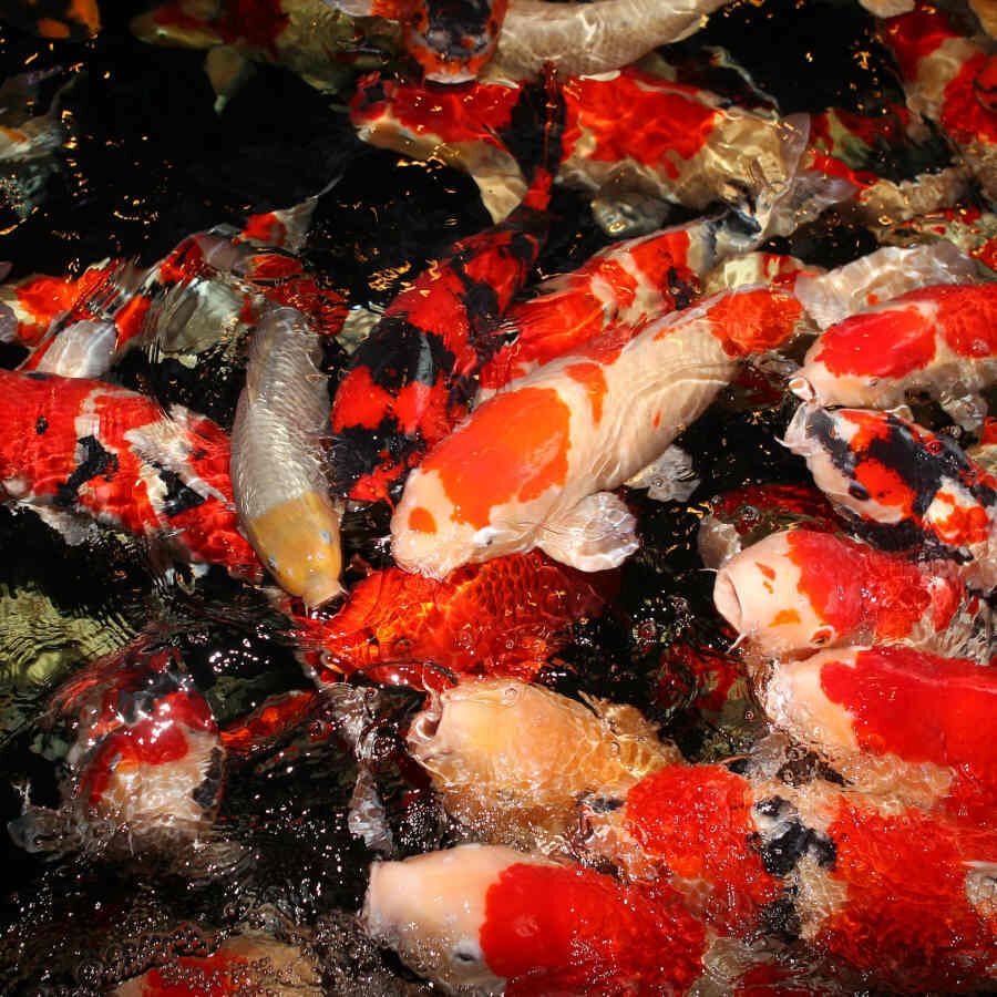 JBL ProPond Flakes alimento para peces, , large indicador imagen numero 8