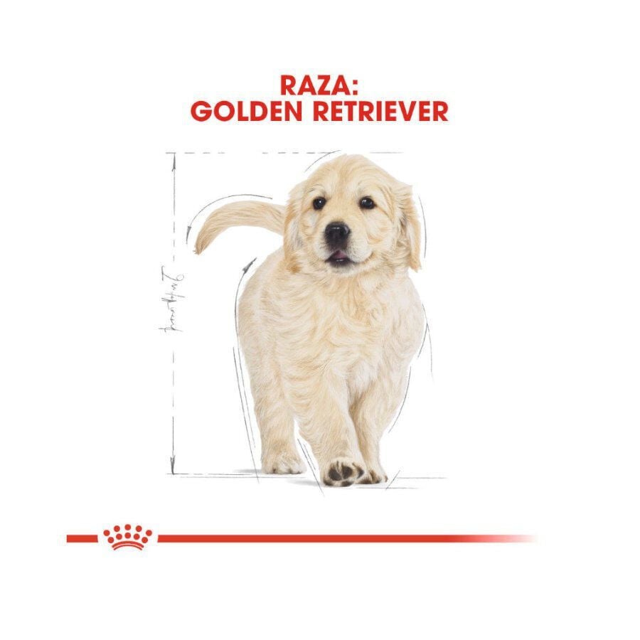 12 kg Royal Canin Puppy Golden Retriever pienso para perros, , large indicador imagen numero 4