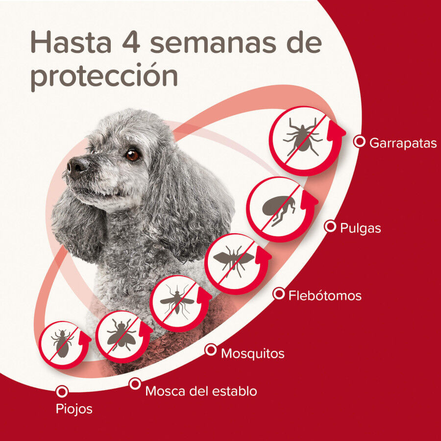 Beaphar Protectix Pipetas Antiparasitarias para perros, , large indicador imagen numero 3