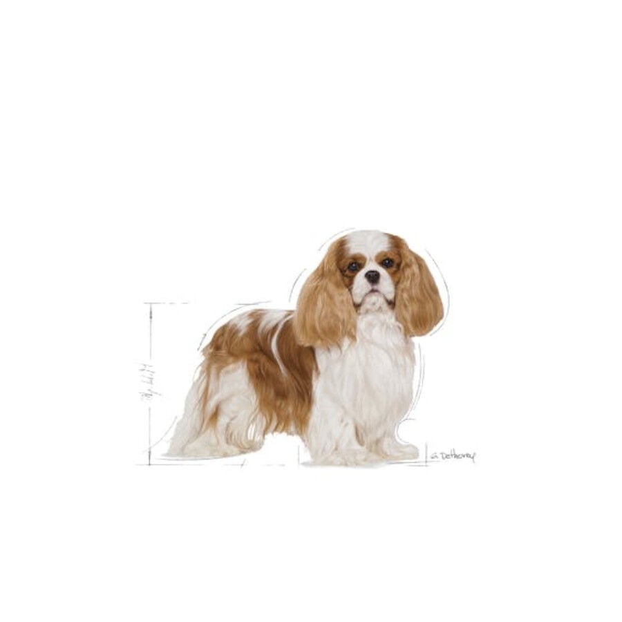 3 kg Royal Canin Adult Cavalier King Charles pienso para perros, , large Imagen numero 4