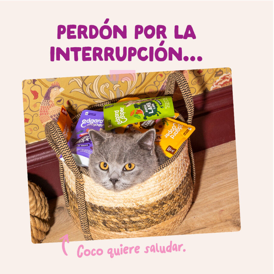 85 g Edgard & Cooper Kitten Pato y Pollo sobre en salsa para gatos, , large indicador imagen numero 8
