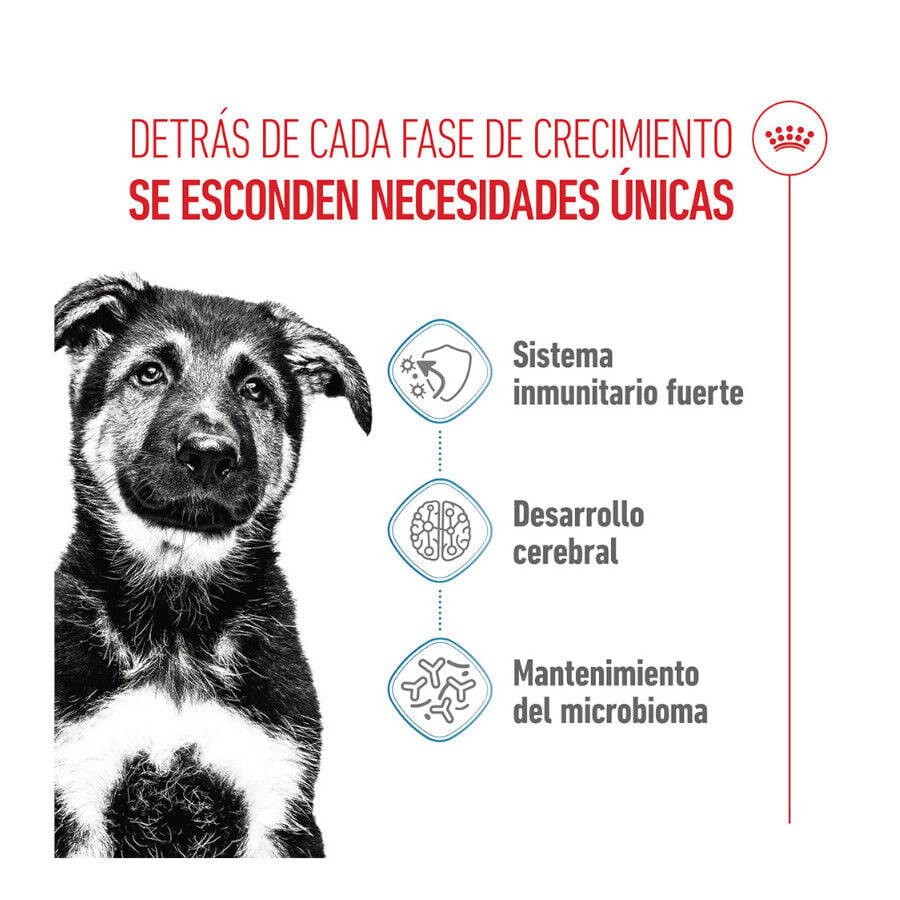 15 kg Royal Canin Puppy Maxi pienso para perros, , large indicador imagen numero 3
