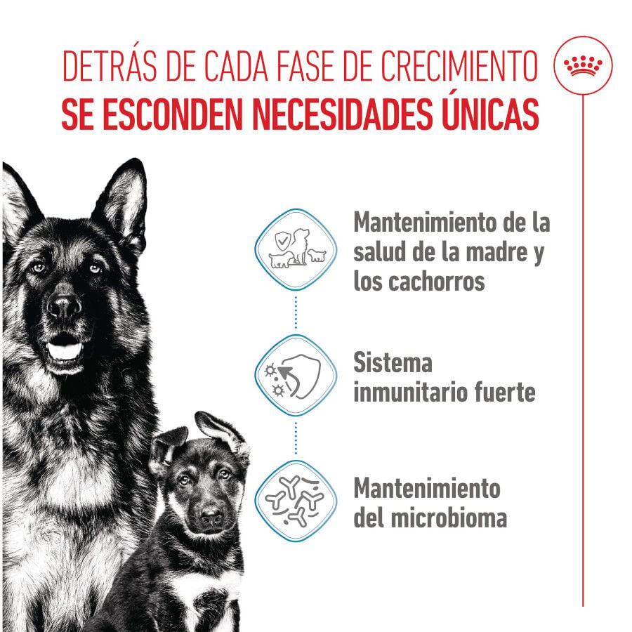 4 kg Royal Canin Starter MotheryBaby Maxi pienso para perros, , large Imagen numero 3