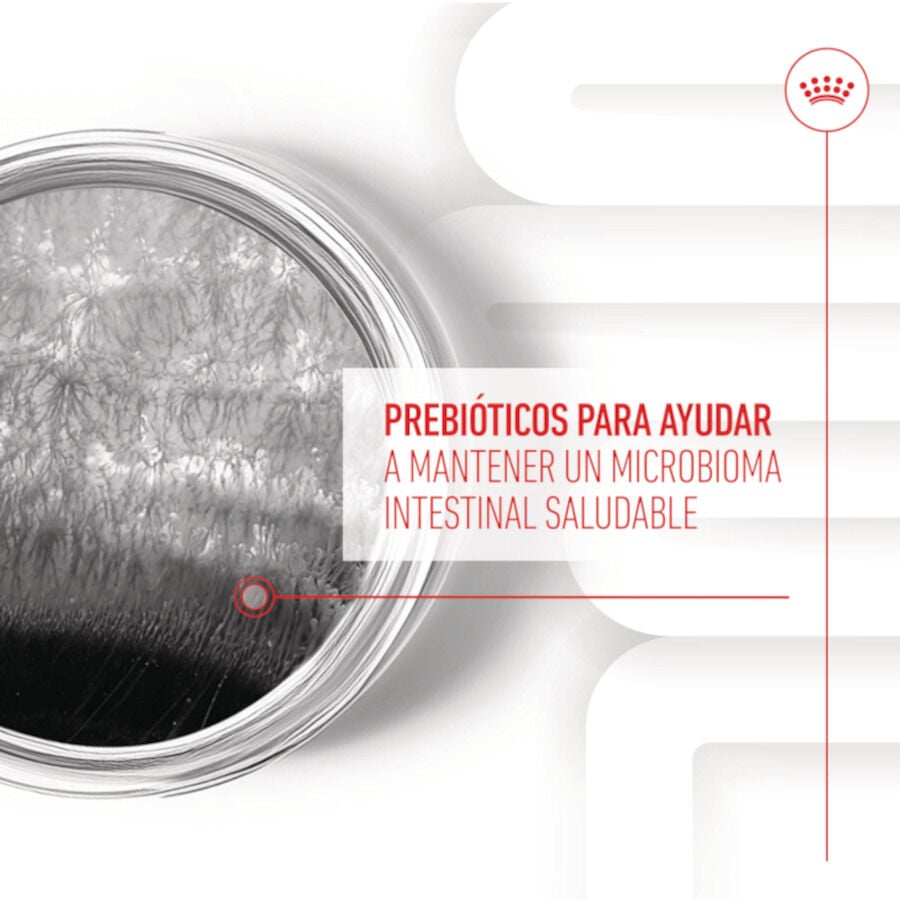 160 g Royal Canin Digestion Chews Suplemento Nutricional para perros con sensibilidad, , large indicador imagen numero 7