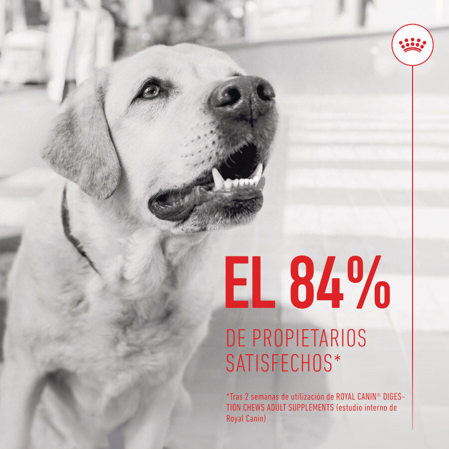 160 g Royal Canin Digestion Chews Suplemento Nutricional para perros con sensibilidad, , large Imagen numero 4