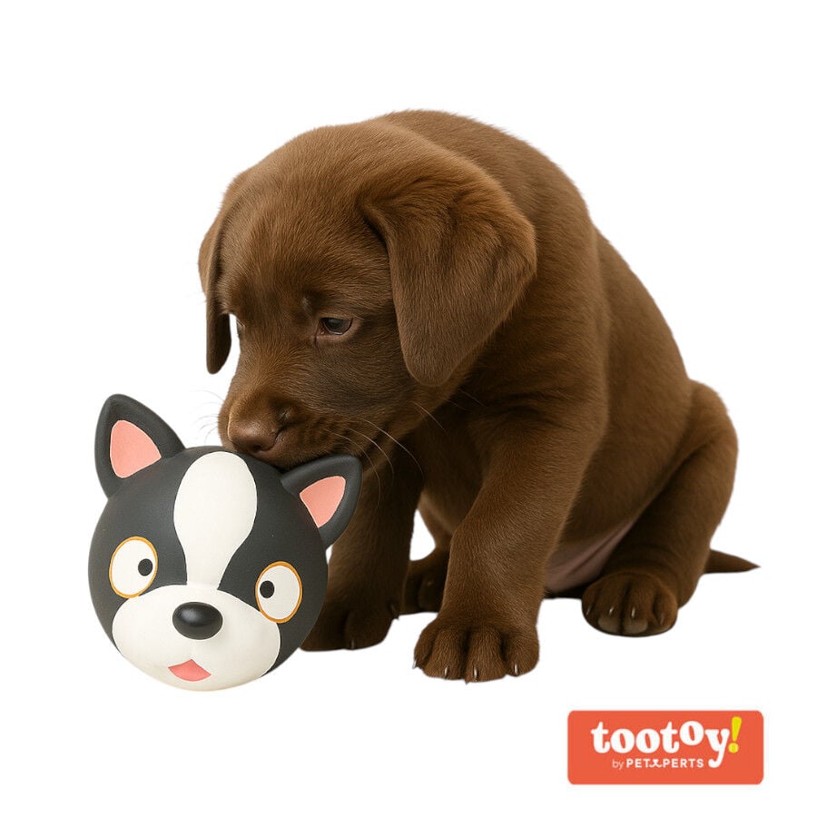 Tootoy! Chew French Bulldog mordedor de l&aacute;tex con sonido para perros