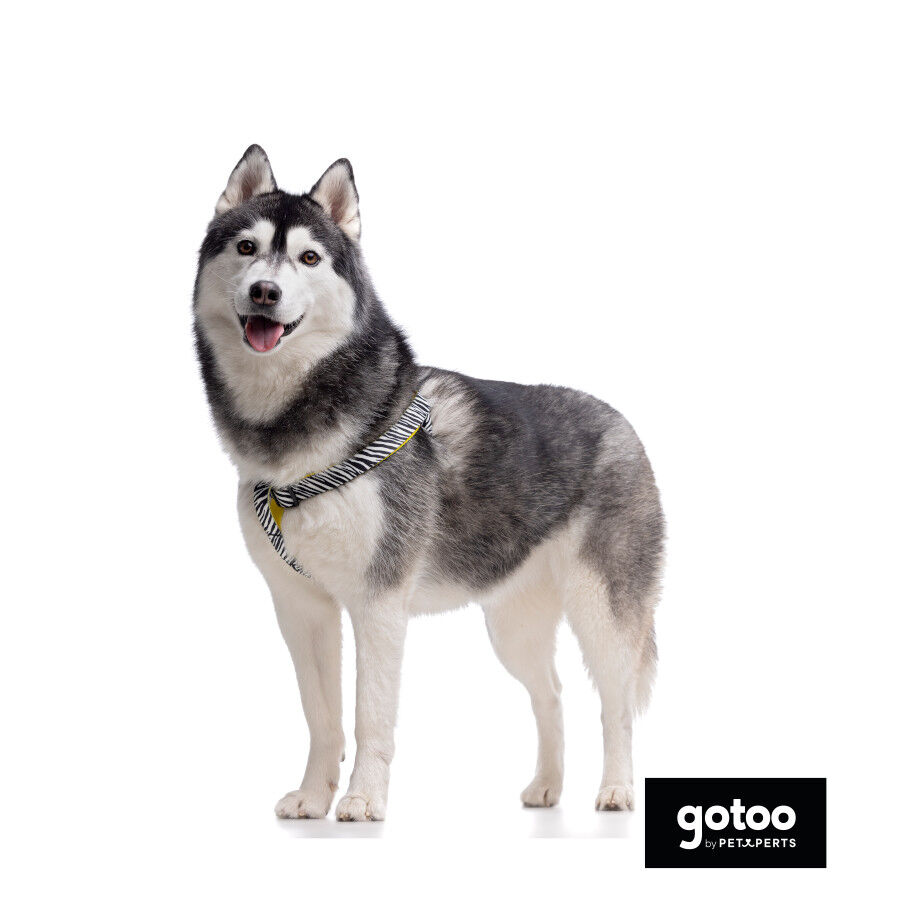 Gotoo Arn&eacute;s estampado zebra para perros