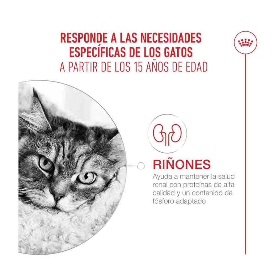 4 kg Royal Canin Ageing +15 pienso para gato senior&nbsp;, , large indicador imagen numero 4