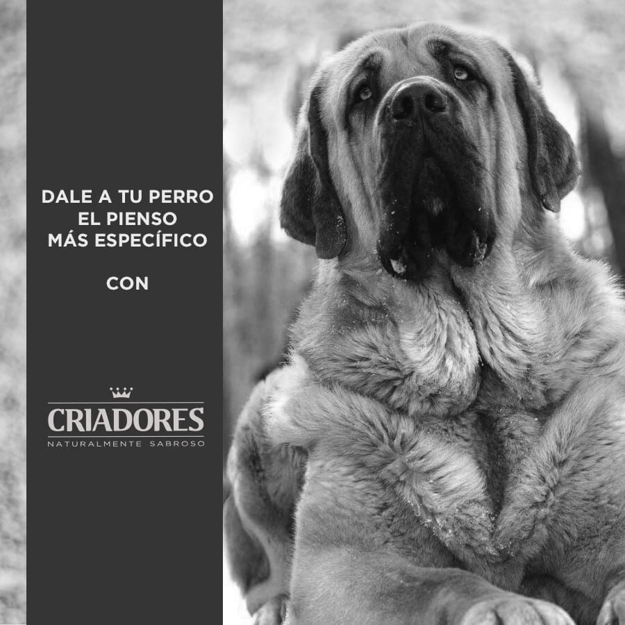 15 kg Criadores Adulto Light pienso para perros de raza grande y mediana, , large indicador imagen numero 5