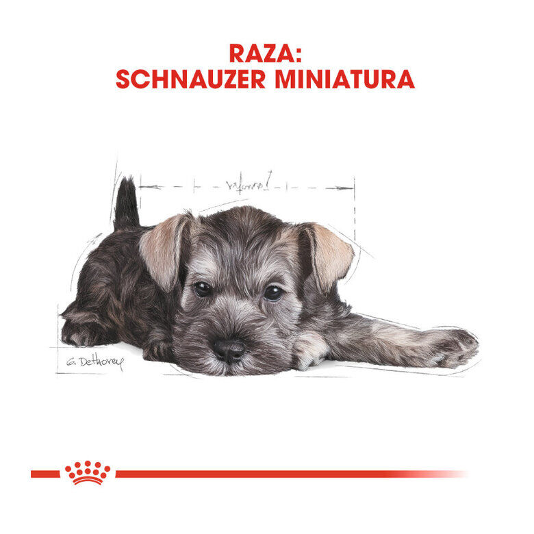 1.5 kg Royal Canin Puppy Miniature Schnauzer pienso para perros, , large indicador imagen numero 5