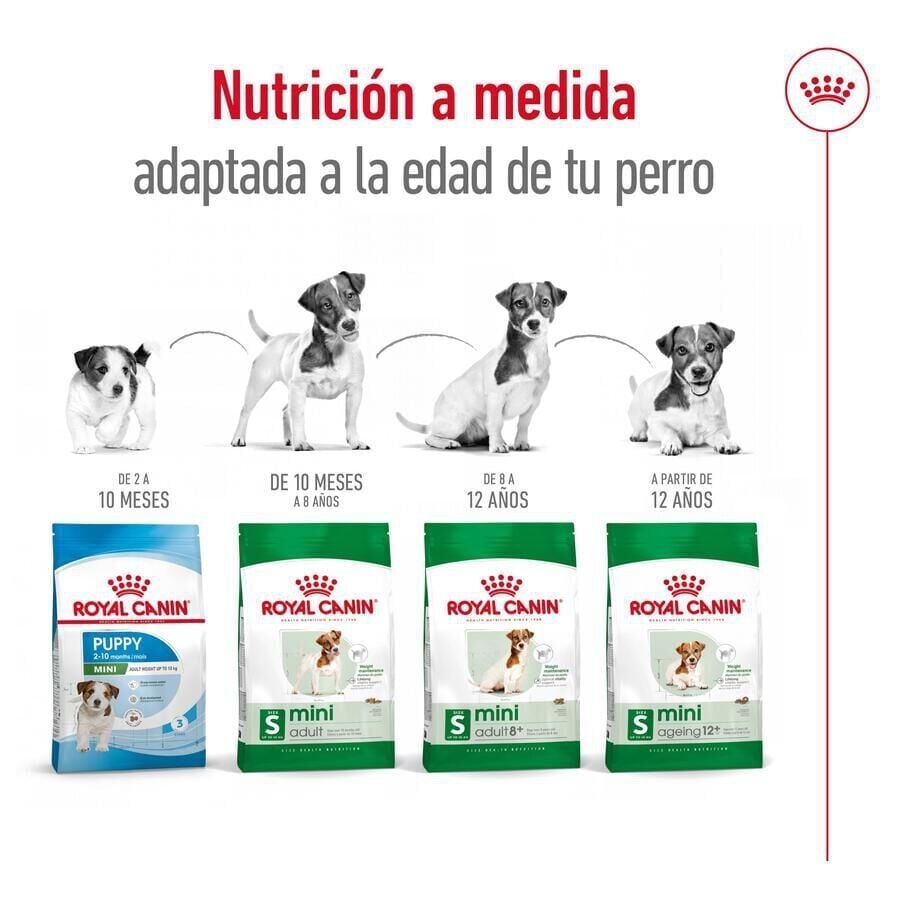 3.5 kg Royal Canin Mini 12+ Ageing pienso para perros&nbsp;senior, , large indicador imagen numero 11