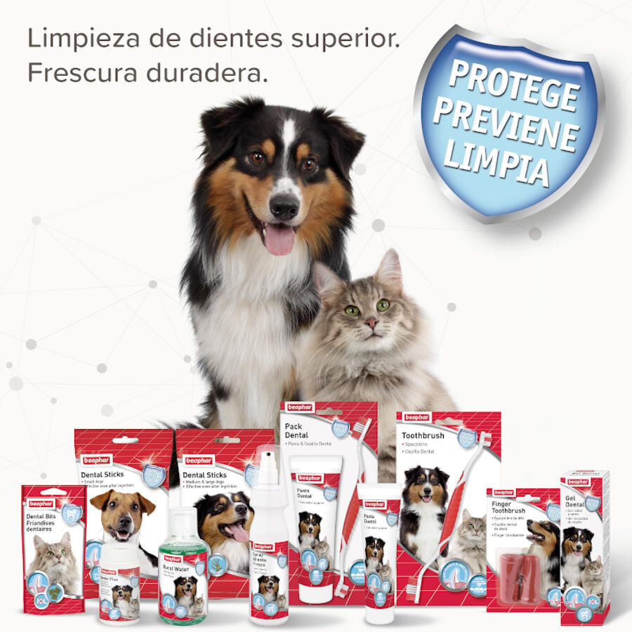 Beaphar Polvo Dental Plus para perros y gatos, , large indicador imagen numero 5