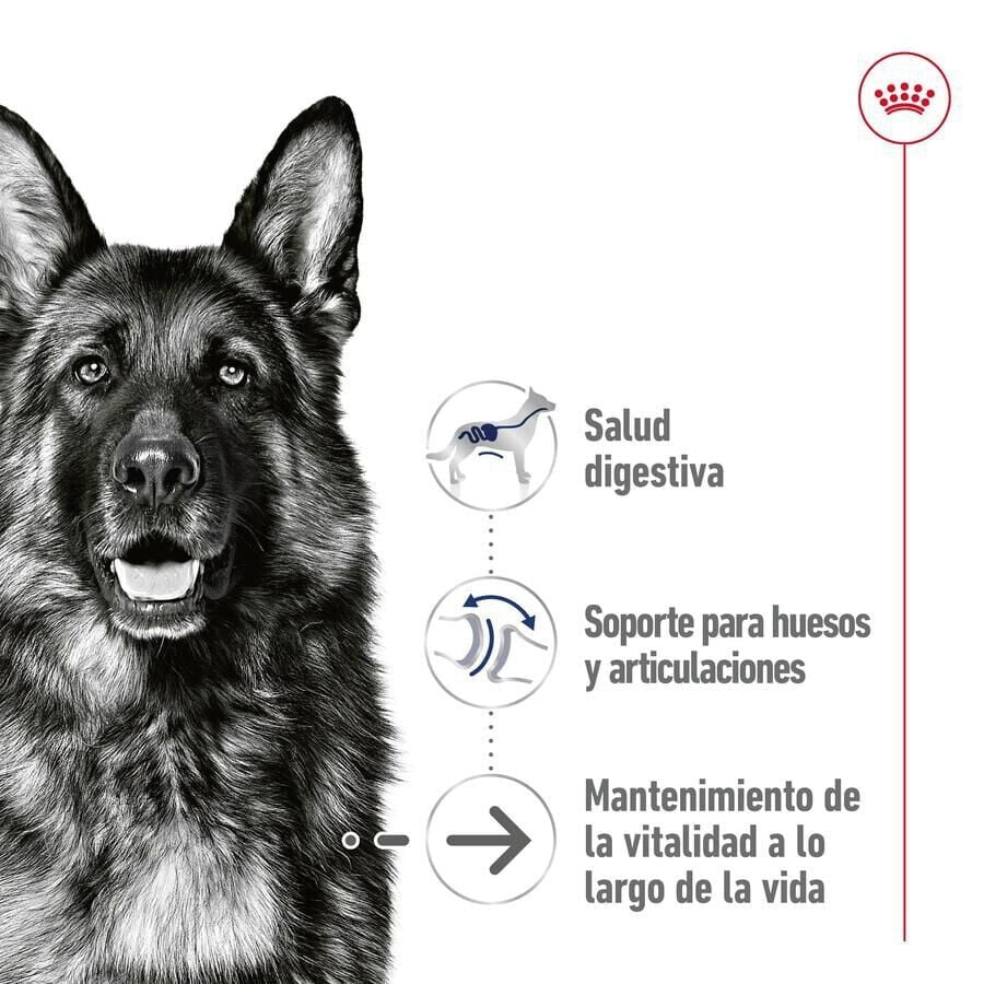 140 g Royal Canin Maxi Ageing sobre en salsa para perros&nbsp;senior, , large Imagen numero 3