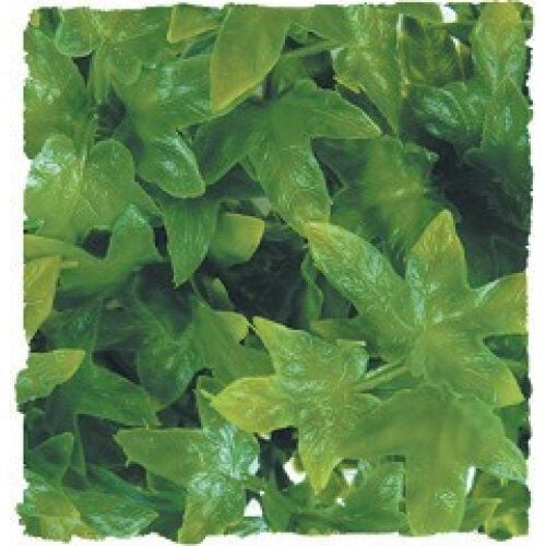 Zoo Med hiedra del Congo plantas para terrarios Imagen numero 1