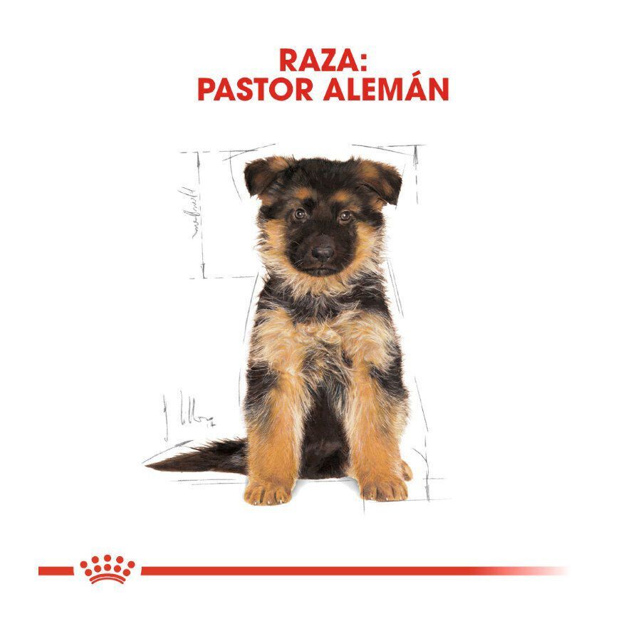 12 kg Royal Canin Puppy Pastor Alem&aacute;n pienso para perros, , large indicador imagen numero 4