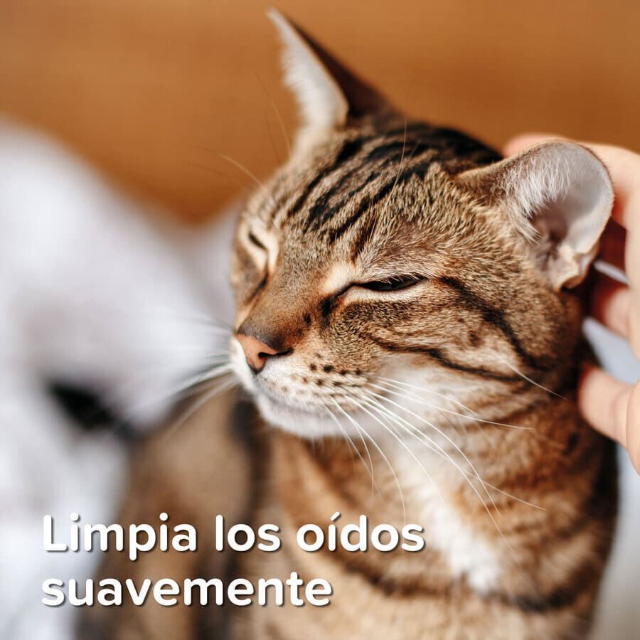 Beaphar Limpiador de O&iacute;dos para perros y gatos, , large indicador imagen numero 7