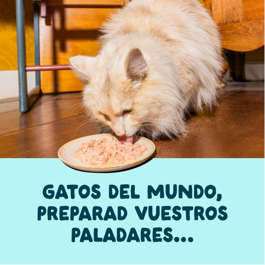 70 g Edgard & Cooper Filetes de At&uacute;n y Gambas lata para gatos, , large indicador imagen numero 2