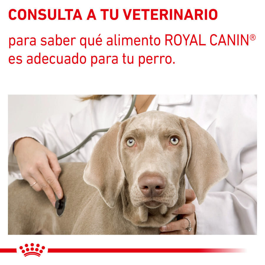 12 sobres x 85 g Royal Canin Expert Adult L&aacute;minas en Salsa sobre para perros, , large indicador imagen numero 7
