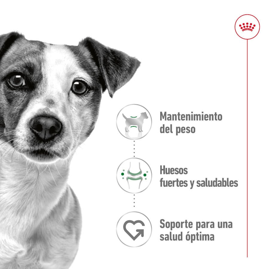 195 g Royal Canin Mini Adult Pat&eacute; lata para perros, , large Imagen numero 3