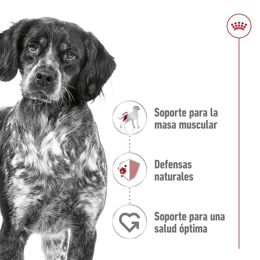 140 g Royal Canin Medium Adult Sobre en salsa para perros, , large indicador imagen numero 3