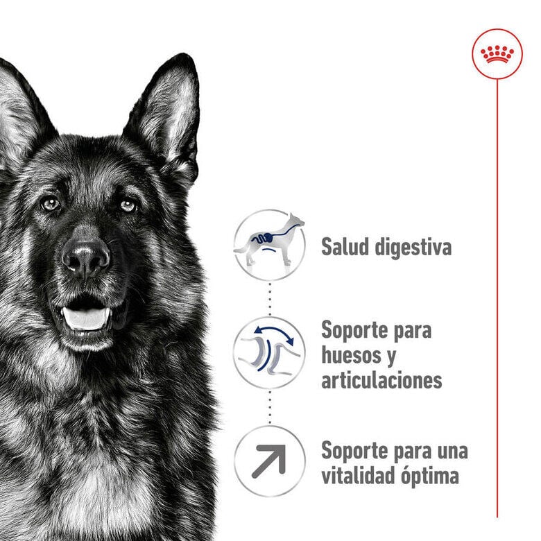 15 kg Royal Canin Maxi Adult 5+ pienso para perros senior de raza grande, , large indicador imagen numero 6