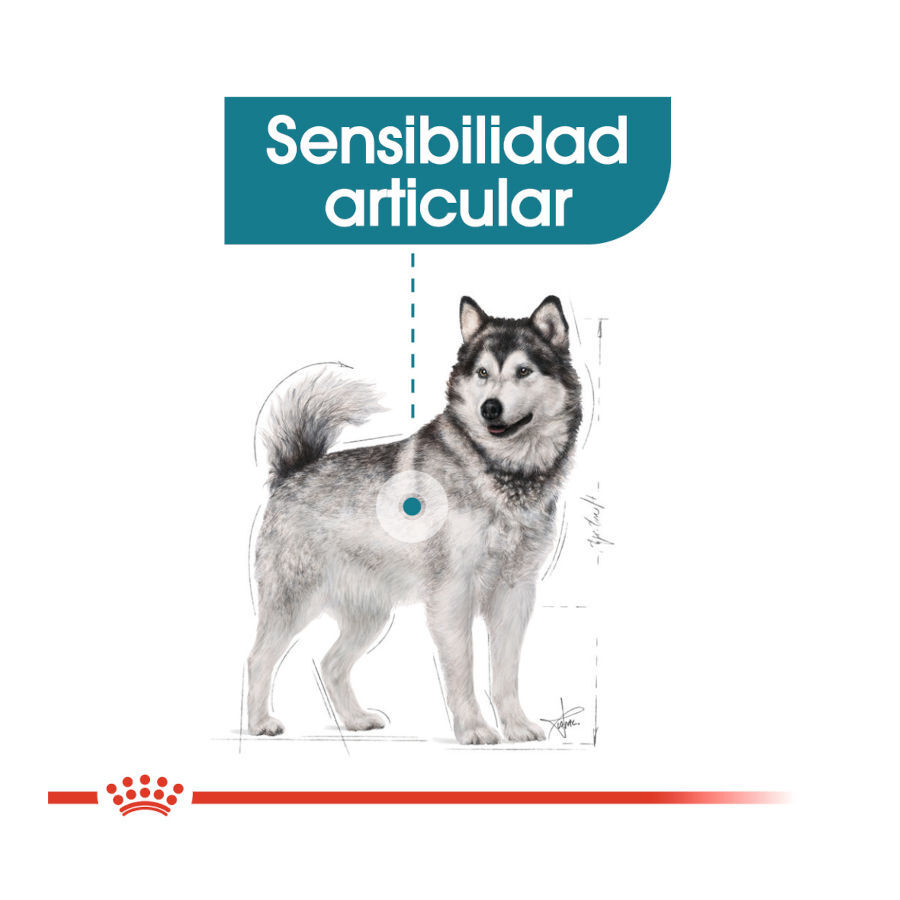 10 kg Royal Canin Joint Care Maxi pienso para perros, , large indicador imagen numero 5
