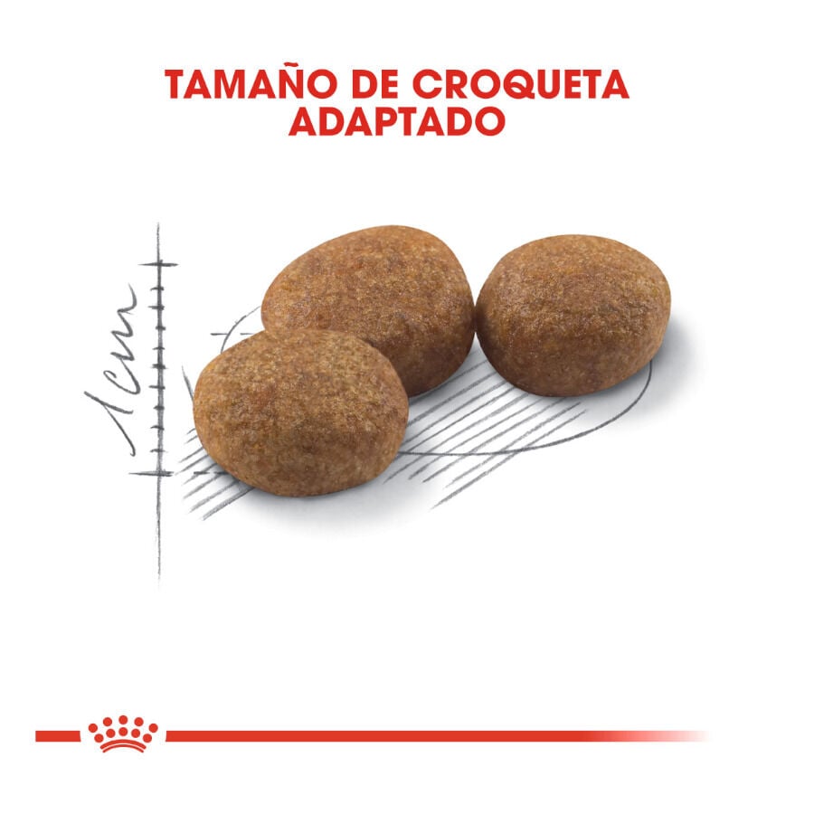 10 kg Royal Canin Regular Sterilised 37 pienso para gatos, , large indicador imagen numero 3