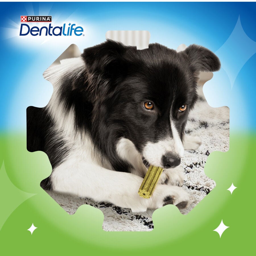 4 barritas Dentalife Snacks Dentales Large ActivFresh para perros, , large Imagen numero 7