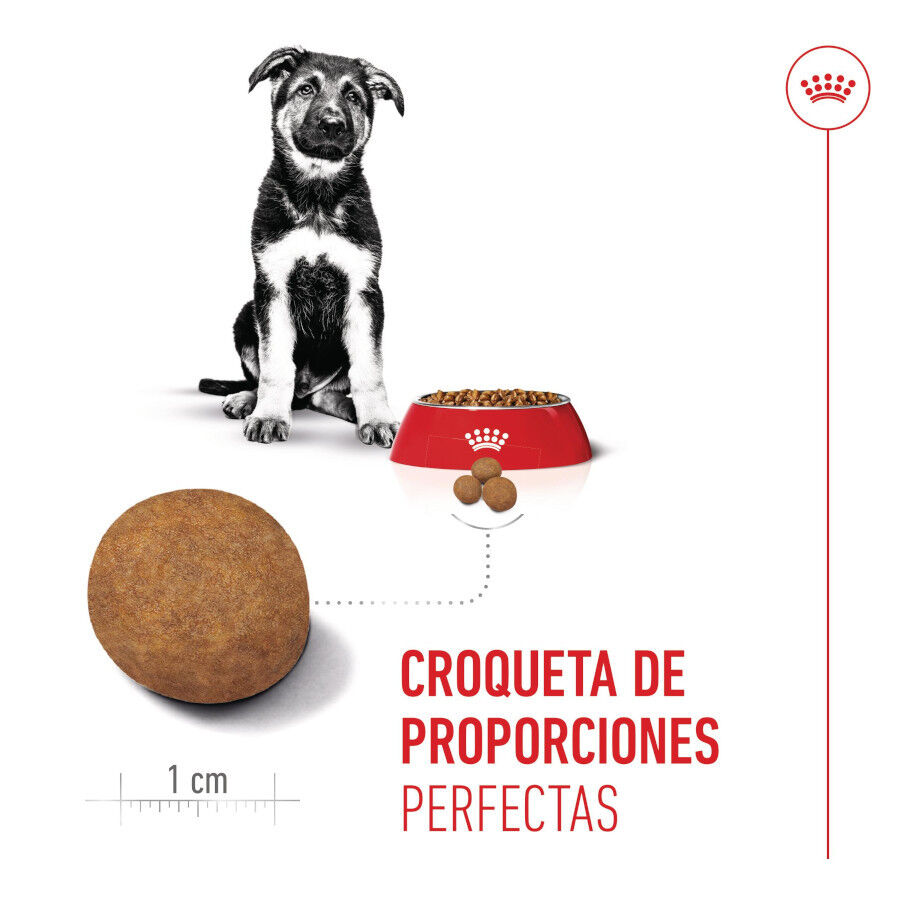 1 kg Royal Canin Puppy Maxi pienso para perros, , large indicador imagen numero 4