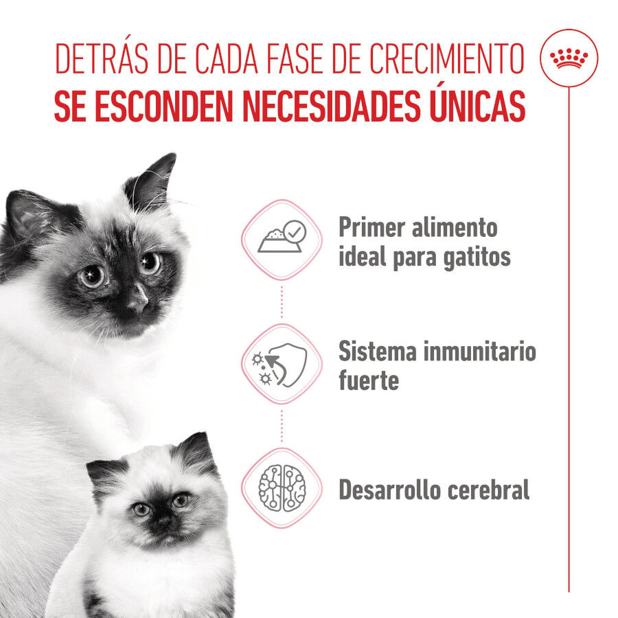 195 g Royal Canin Mother & Baby mousse latas para gatos, , large indicador imagen numero 3