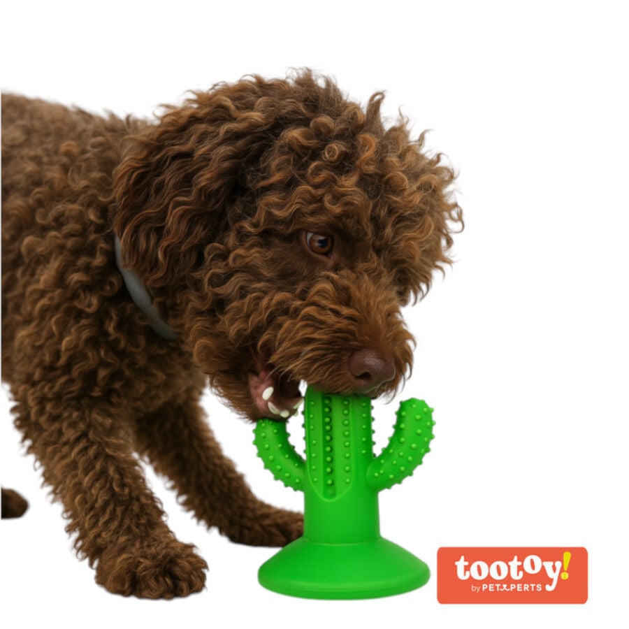 Tootoy! Chew Dental Hygiene Cactus mordedor para perros, , large Imagen numero 2
