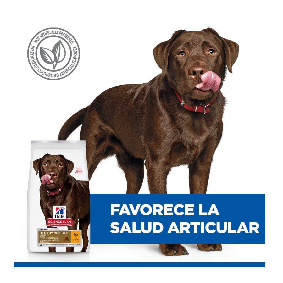 12 kg Hill's Science Plan Healthy Mobility Adult Large Pollo pienso para perros, , large indicador imagen numero 5