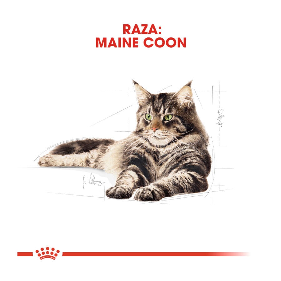 10 kg Royal Canin Adult Maine Coon pienso para gatos, , large indicador imagen numero 4