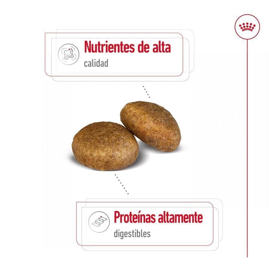 18 kg (15 + 3kg &iexcl;gratis!) Royal Canin Maxi Adult pienso para perros, , large indicador imagen numero 4