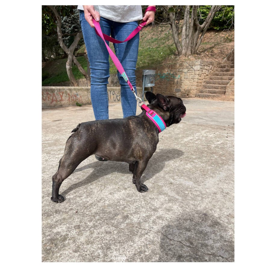 Freedog Cool Pro Tech Correa Refrescante Fucsia para perros, , large indicador imagen numero 4