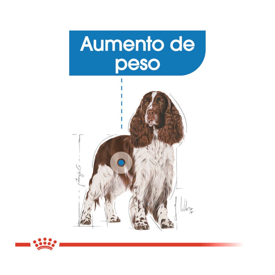 3 kg Royal Canin Medium Light Weight Care pienso para perros, , large Imagen numero 5