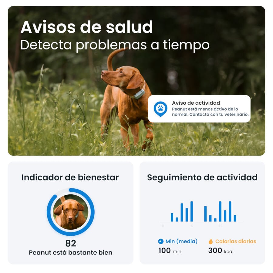 Tractive GPS Dog 6 Marr&oacute;n Rastreador para perros, , large Imagen numero 9