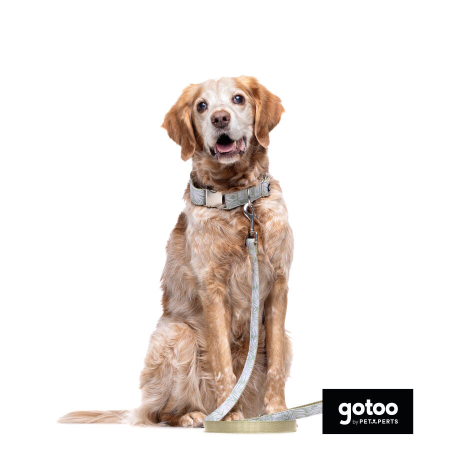 Correa estampada hojas para perros, , large indicador imagen numero 3