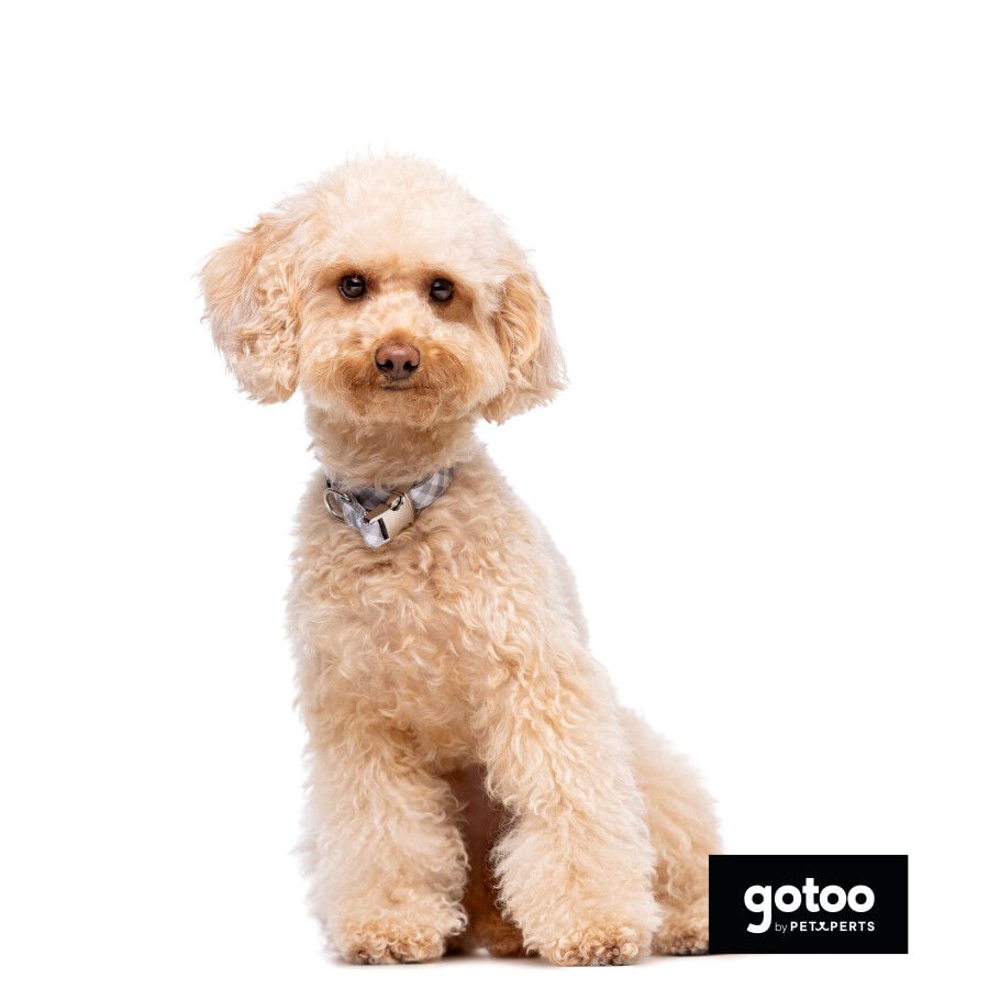 Gotoo Collar estampado cuadro vichy gris para perros, , large Imagen numero 4