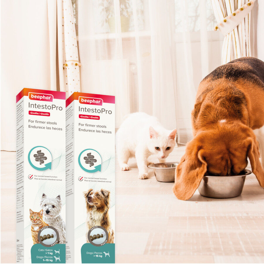 20 ml Beaphar IntestoPro Regulador Intestinal en Pasta para cachorros y gatos, , large indicador imagen numero 2