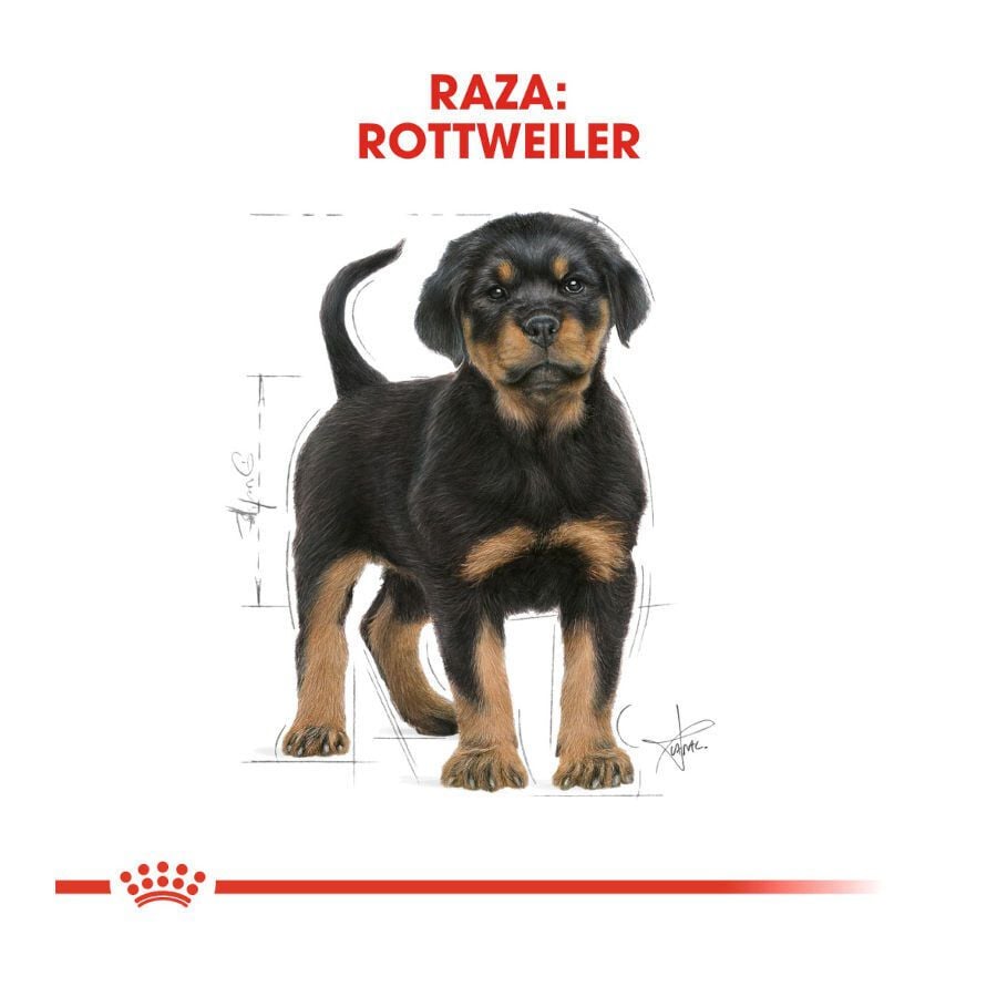 12 kg Royal Canin Puppy Rottweiler pienso para perros , , large indicador imagen numero 4