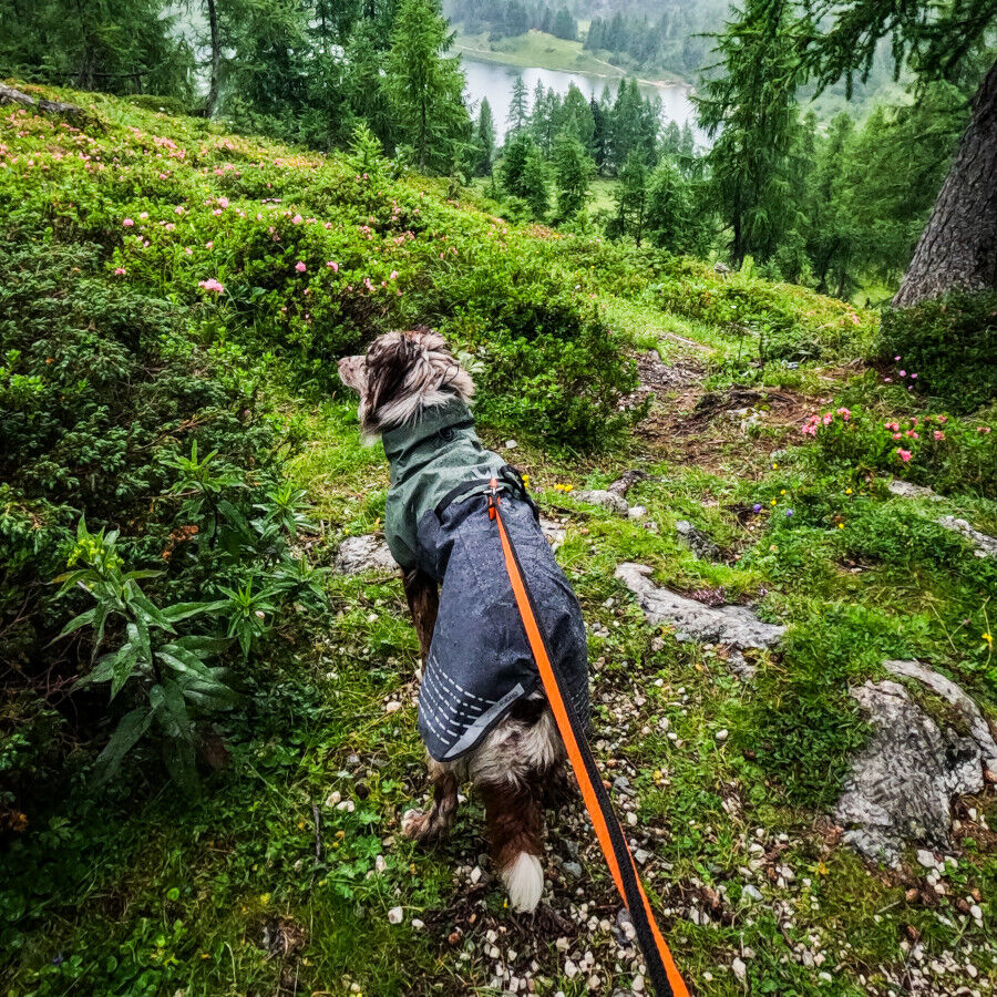 Non-stop dogwear Fjord Chubasquero Impermeable Negro y Verde para perros, , large Imagen numero 4